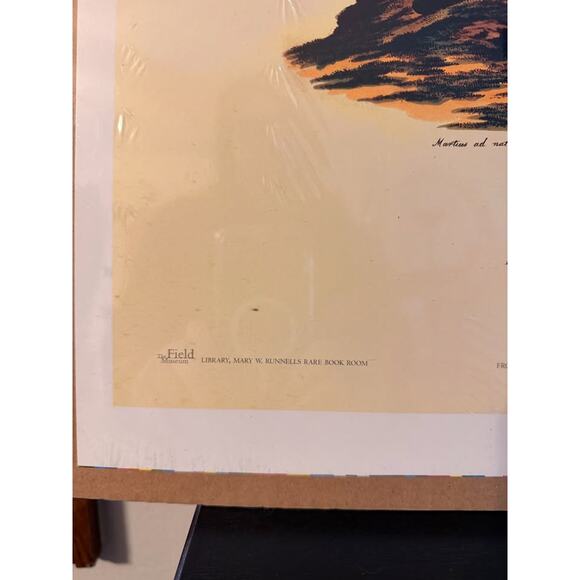 Attalea Compta & Prickly Ita (Mauritia Armata) Palm Trees Collotype Print Poster - Picture 2 of 5